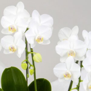 ミディ胡蝶蘭　置き場所を選ばないコンパクトなテーブルサイズ