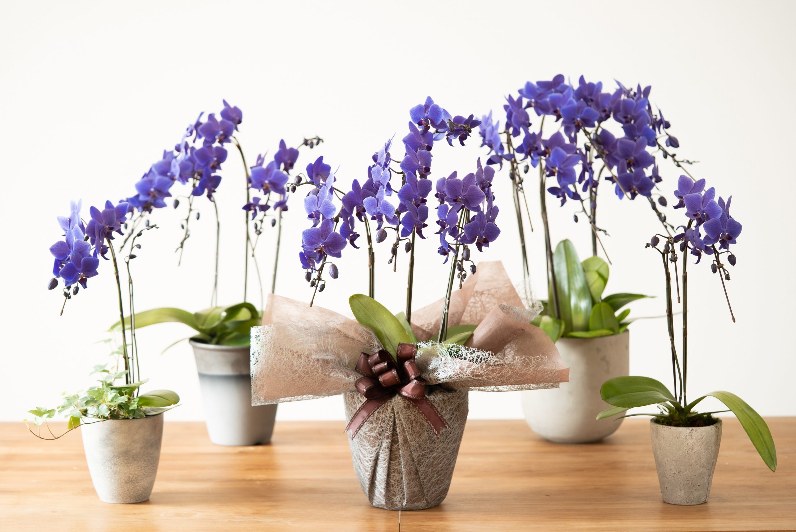 ミディ胡蝶蘭「Blue Gene®」3 本立 唯一無二の天然青色胡蝶蘭 - 画像 (2)