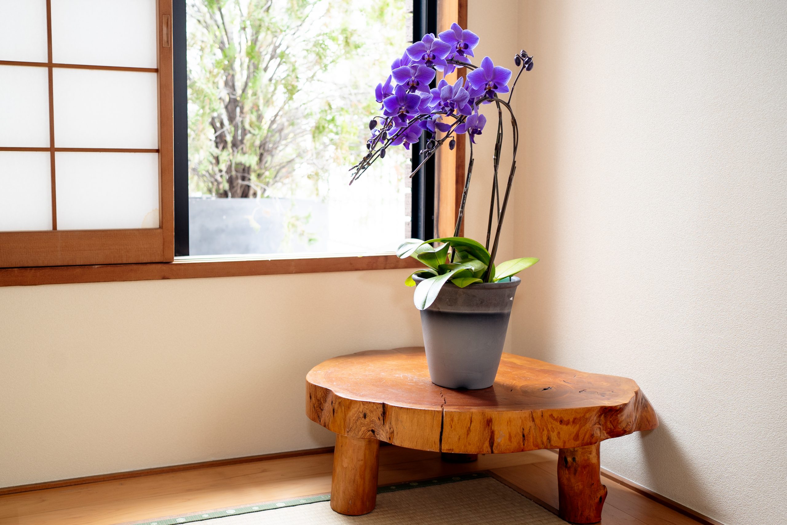 ミディ胡蝶蘭「Blue Gene®」3 本立 唯一無二の天然青色胡蝶蘭