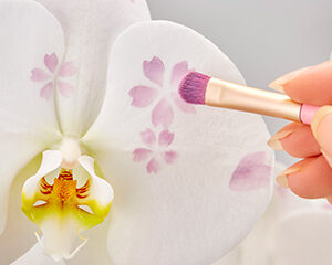 化粧蘭（ミディ）　贈る人の想いを乗せた世界にひとつだけの最高級の贈答花