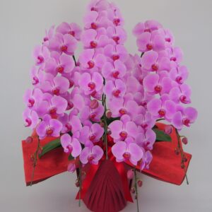 ピンク胡蝶蘭（大輪）　優しい色合いが贈り物に個性を加えます