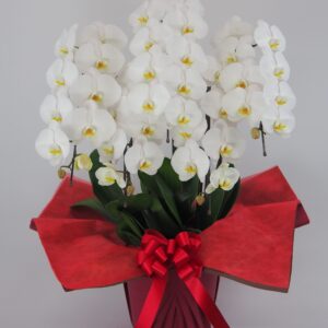 白色胡蝶蘭（大輪）　格式の高い贈答花、厳格なお祝い事の定番です。