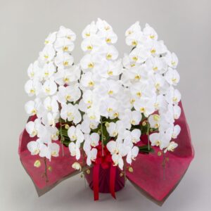 究極の”オーダーメイド”胡蝶蘭