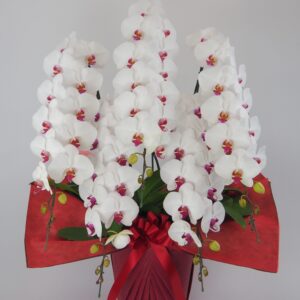 赤リップ胡蝶蘭（大輪）　花の中心の個性的な赤リップがその空間を引き立てます！