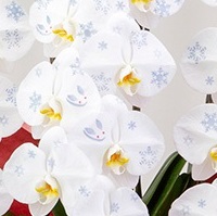 化粧蘭（大輪）　贈る人の想いを乗せた世界にひとつだけの最高級の贈答花